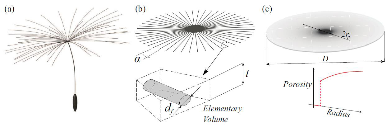 <strong>Figure 1.</strong> Three depictions of a dandelion seed. <strong>1a.</strong> Realistic sketch of a dandelion seed and pappus. <strong>1b.</strong> A simplified discrete model of a spoke-like pappus, imagined as a wheel with spokes. <strong>1c.</strong> An approximation in which the pappus is a porous disk with variable permeability. The continuous porous disk models flow, where porosity and permeability are functions of the disk radius. Figure courtesy of [2].