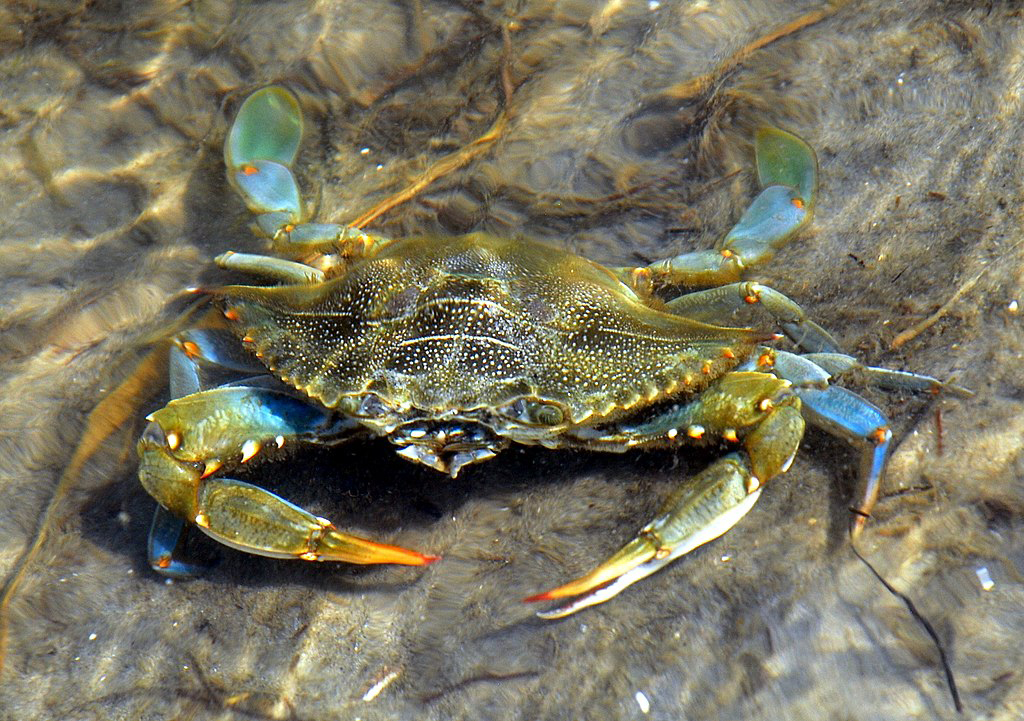 <strong>Figure 1.</strong> Blue crab populations manage well with warming waterways. Figure courtesy of <a href="https://commons.wikimedia.org/wiki/File:Care_Banks_-_Blue_Crab_-_06.JPG" target="_blank">Jarek Tuszyński via Wikimedia Commons</a> under the <a href="https://creativecommons.org/licenses/by-sa/3.0/deed.en" target="_blank">Creative Commons Attribution-Share Alike 3.0 Unported license.</a>