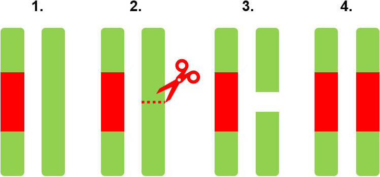 <strong>Figure 1.</strong> One example of a gene drive (GD) is a so-called “homing” drive. In steps 1 through 3, the GD (in red) “cuts” the chromosome (in green) that is opposite the construct. In step 3, DNA repair mechanisms kick in to repair the broken strand; to do so, they use the unbroken strand of DNA on the homologous chromosome as a template. The GD is then duplicated, as indicated in step 4. Figure courtesy of Cole Butler.