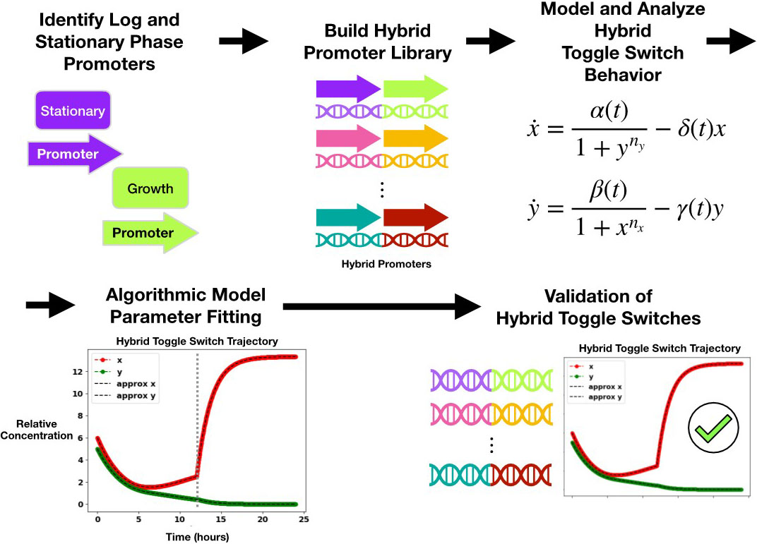 <strong>Figure 4.</strong> Broad overview of the construction, modeling, and validation of hybrid toggle switches. Figure courtesy of the author.