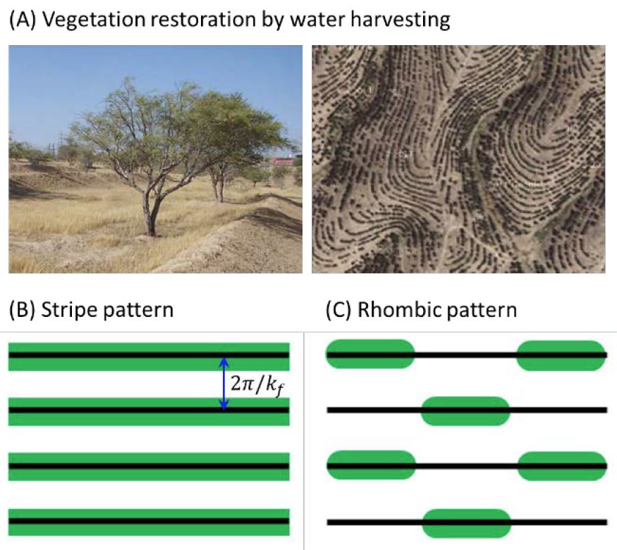 &lt;strong&gt;Figure 5.&lt;/strong&gt; Vegetation restoration by water harvesting in the northern Negev (a desert in Israel). &lt;strong&gt;5a.&lt;/strong&gt; Local and aerial views. &lt;strong&gt;5b.&lt;/strong&gt; Schematic illustrations of continuous restoration in a stripe pattern. &lt;strong&gt;5c.&lt;/strong&gt; Fragmented restoration in a rhombic pattern.  Black lines symbolize parallel embankments (periodic forcing), whereas green bands or segments denote planted vegetation. Restoration in a stripe pattern is characterized by a wave-vector \(\boldsymbol{k}_f=(k_f,0)\), while restoration in a rhombic pattern is characterized by two additional wave-vectors, \(\boldsymbol{k}_{\bar{+}}=(-k_x, \bar{+}k_y)\), where \(k_x=k_f/2\) and \(k_y=\sqrt{k^2_0-k^2_x}\), representing oblique modes [12].