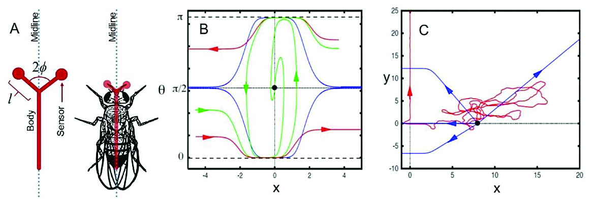 <strong>Figure 1a.</strong> Schematic of (3). <strong>1b.</strong> Phase plane for this algorithm. <strong>1c.</strong> Same algorithm coupled with a correlated random walk. Image credit: James Hengenious.
