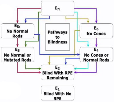 <strong>Figure 2.</strong> The seven equilibrium ponits that correspond to stages in the progression of retinitis pigmentosa (RP).