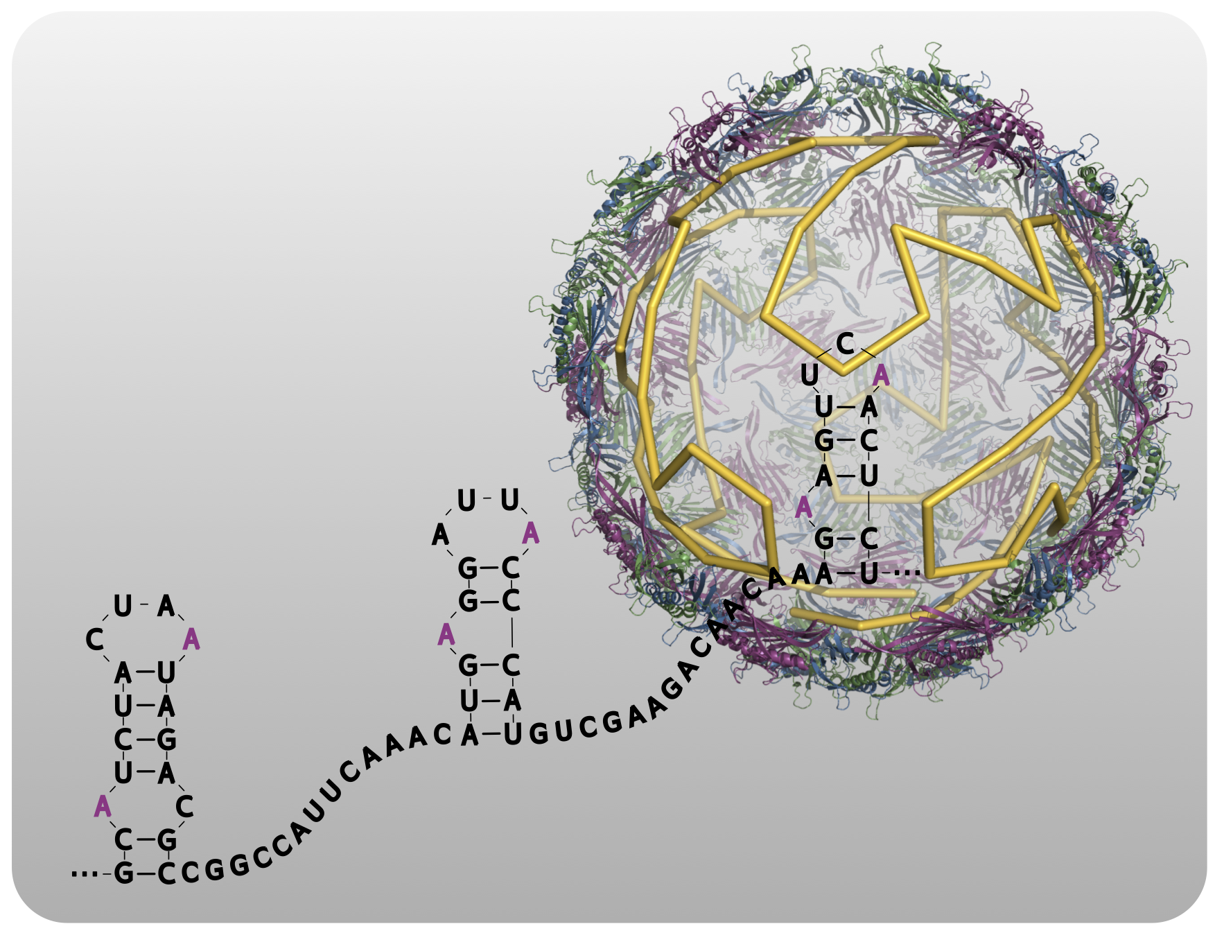 &lt;strong&gt;Figure 1.&lt;/strong&gt; The Hamiltonian path representing genome organization in proximity to the MS2 capsid is shown in yellow inside a crystal structure of the capsid, together with a genomic fragment containing packaging signals (PSs) identified in [3]. The core sequence motif, the two As shown in magenta, is very sparse, demonstrating why sequence analysis alone is not sufficient to identify these PSs. Image credit: Richard Bingham, adapted from a figure by Tom Keef.