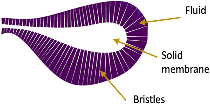 <strong>Figure 6.</strong> Illustration of a bristled wing with fluid stuck in its gaps. Figure courtesy of Hrithik Aghav.