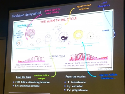 The ovulatory cycle.