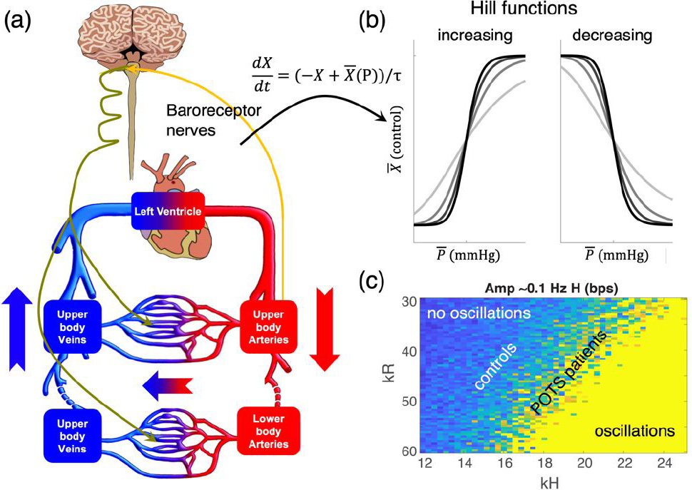 <strong>Figure 2.</strong> Model schematic and exploration of parameter space. <strong>2a.</strong> Cardiovascular and baroreflex model. <strong>2b.</strong> Increasing (left) and decreasing (right) Hill functions, which are used in baroreflex control equations. These functions ensure saturations as well as high and low values of the controlled variable. <strong>2c.</strong> Amplitude of 0.1 Hz oscillations that is computed via Fourier transform. Values of kR and kH in blue (upper left) represent control subjects with no heart rate or blood pressure oscillations, while values in yellow (lower right) indicate high oscillations. POTS patients in Figure 3 utilize values in the center region. Figure courtesy of the authors.