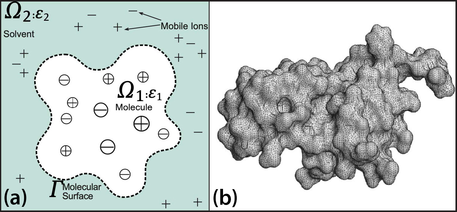 <strong>Figure 1.</strong> The Poisson-Boltzmann model and its molecular surface. <strong>1a.</strong> A two-dimensional schematic of a solvated biomolecule. <strong>1b.</strong> A triangulated molecular surface of protein 1A63. Figure 1a courtesy of Weihua Geng, Figure 1b courtesy of [5].