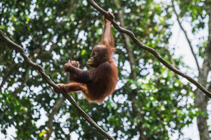 Orangutans are an endangered species whose habitat overlaps with land suitable for oil palm cultivation. Photo credit: Teodor Kuduschiev.