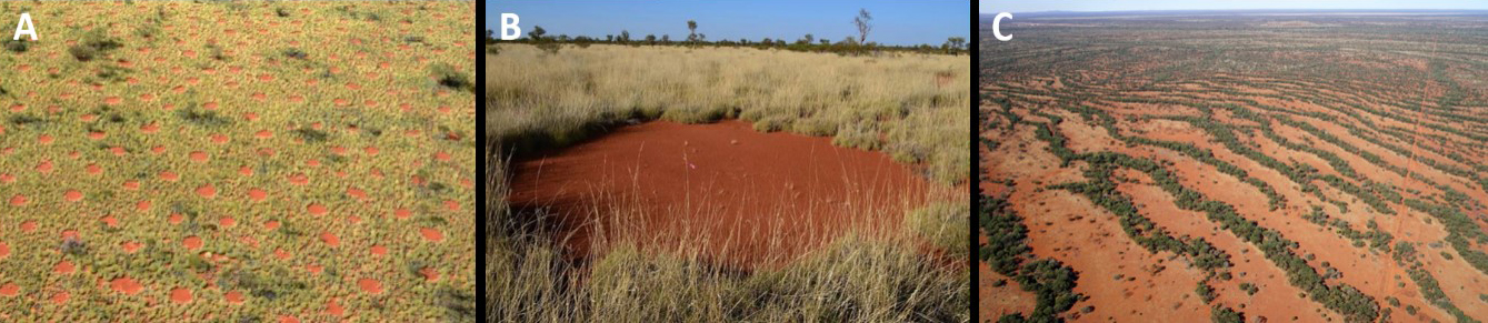 <strong>Figure 1.</strong> Vegetation patterns in northwestern Australia. <strong>1a.</strong> A pattern of circular gaps in a grassland of nearly hexagonal geometry. <strong>1b.</strong> A single gap, four meters in diameter on average. <strong>1c.</strong> A nearly-periodic stripe pattern of acacia trees on a gentle slope. Images courtesy of Kevin Sanders and Stefan Getzin.