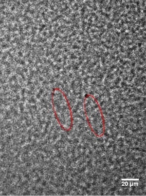 <strong>Figure 1.</strong> Collective oscillation in dense bacterial swarms as revealed by silicone oil tracers. Red traces mark the tracer trajectories. Image credit: Yilin Wu